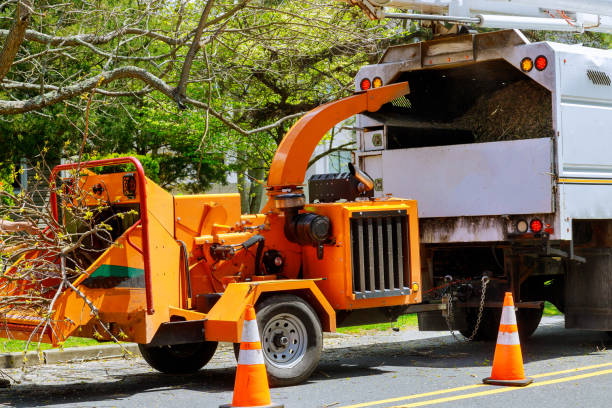 Why Choose Our Tree Removal Services in Pembroke, VA?