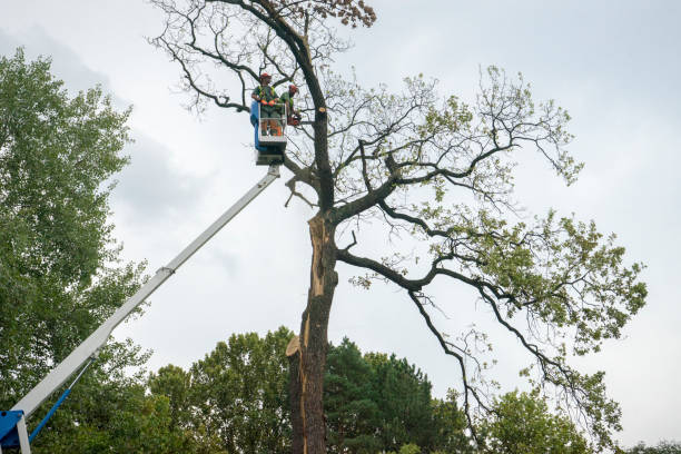 Best Utility Line Clearance  in Pembroke, VA