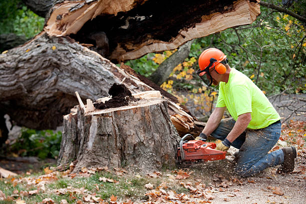 Best Seasonal Cleanup  in Pembroke, VA