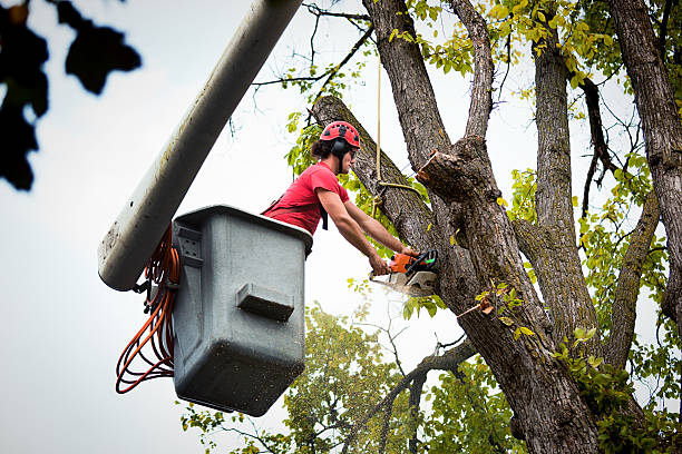 Best Hazardous Tree Removal  in Pembroke, VA